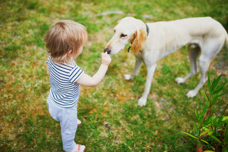 Adorable toddler girl feeding a dog. Little playing with sighthound. Kids and animalsの写真素材