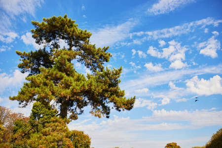 Giant pine over the blue sky with beautiful cloudsの写真素材