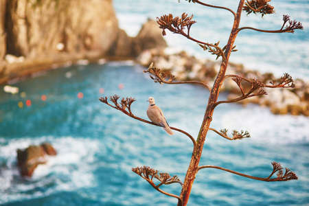 Bird on a tree and scenic view of marina in Manarola, one of five famous villages of Cinque Terre in...