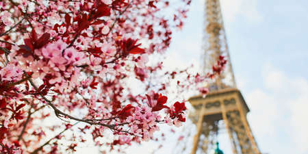 Cherry blossom flowers in full bloom with Eiffel tower in the background. Early spring in Paris, Franceの写真素材