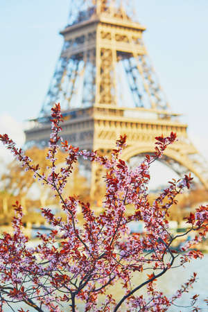 Cherry blossom flowers in full bloom with Eiffel tower in the background. Early spring in Paris, Franceの写真素材