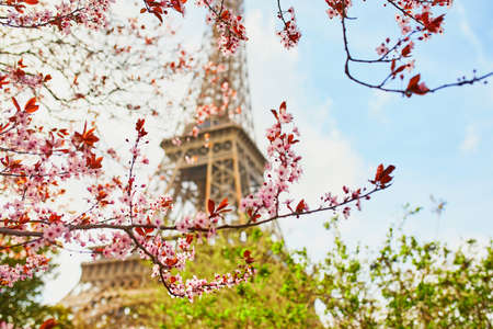 Cherry blossom flowers in full bloom with Eiffel tower in the background. Early spring in Paris, Franceの写真素材
