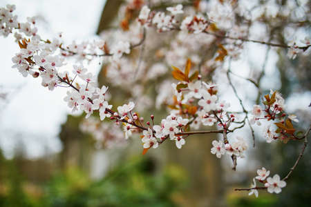 Beautiful pink cherry blossom tree in full bloom on a spring day