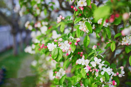 Beautiful white apprle tree in full bloom on a spring day