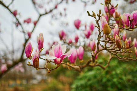 Beautiful pink magnolia tree in full bloom on a spring dayの写真素材