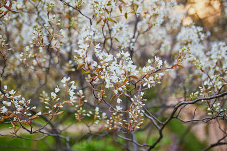 Beautiful pink cherry blossom tree in full bloom on a spring dayの写真素材