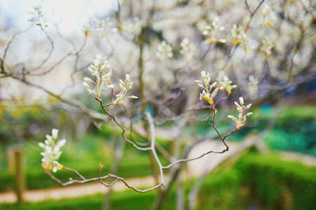 Beautiful pink cherry blossom tree in full bloom on a spring dayの写真素材