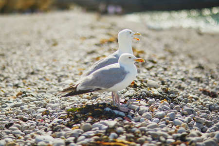 Two seagulls on the beach in Etretat, French village know for its beautiful white chalk cliffs and natural arches. Seine-Maritime department of Normandy in Franceの写真素材