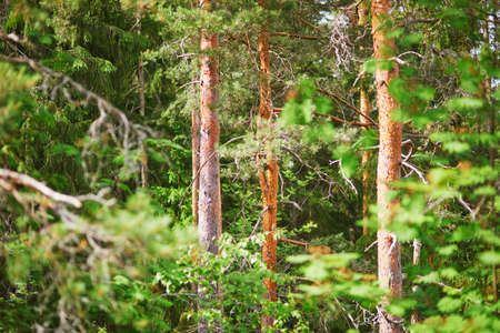 Tree trunks in beautiful pine forest. Nature of Finland