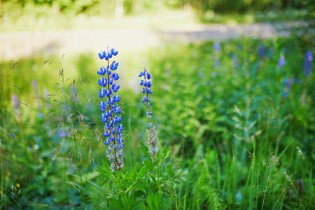 Purple wildflowers closeup on meadow or in forest. Nature of Finland