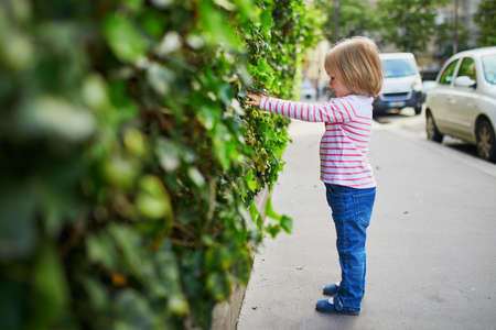 Adorable toddler girl touching green leaves of a bush in park. Happy child playing outdoors on a summer day. Outdoor activity for kidsの写真素材