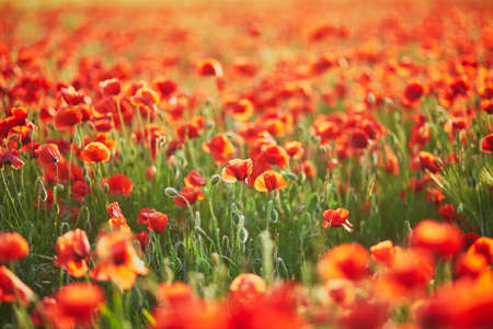 Beautiful field of red blooming poppies. Wildflower meadow on a summer day. Scenic nature landscapes