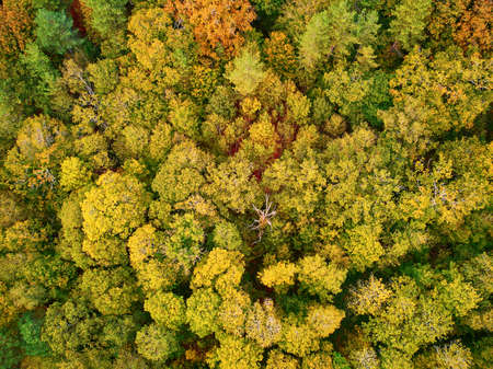 Scenic aerial view of autumn forest in northern France, Yvelines, France