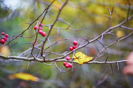 Red ripe crabapples on tree branch on a fall dayの写真素材