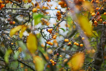 Yellow ripe crabapples on tree branch on a fall dayの写真素材