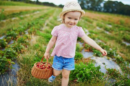 Adorable toddler girl in straw hat picking fresh organic strawberries on farm. Delicious healthy snack for small children. Outdoor summer activities for little kidsの写真素材