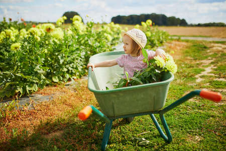 Adorable toddler girl in straw hat sitting in wheelbarrow on a farm. Farming and gardening for small children. Outdoor summer activities for little kidsの写真素材