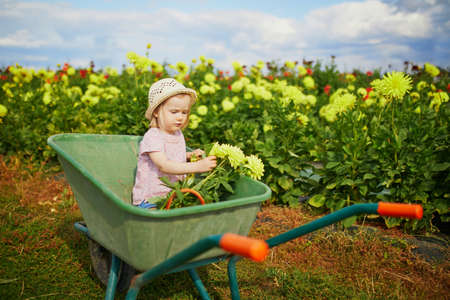 Adorable toddler girl in straw hat sitting in wheelbarrow on a farm. Farming and gardening for small children. Outdoor summer activities for little kidsの写真素材