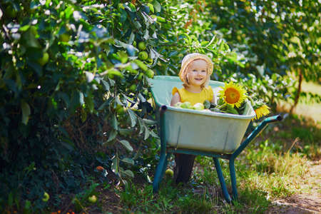 Adorable toddler girl in straw hat sitting in wheelbarrow under apple tree and eating apples on a farm. Farming and gardening for small children. Outdoor summer activities for little kidsの写真素材