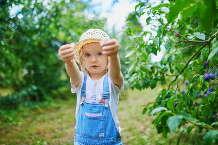 Adorable toddler girl in straw hat picking fresh organic plums on farm. Delicious healthy snack for small children. Outdoor summer activities for little kidsの写真素材