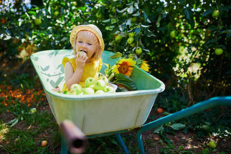 Adorable toddler girl in straw hat sitting in wheelbarrow under apple tree and eating apples on a farm. Farming and gardening for small children. Outdoor summer activities for little kidsの写真素材
