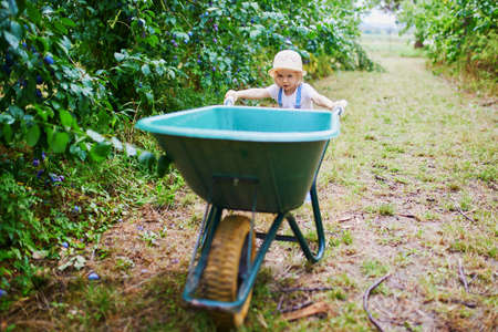 Adorable toddler girl in straw hat pushing wheelbarrow near plum trees on a farm. Farming and gardening for small children. Outdoor summer activities for little kidsの写真素材