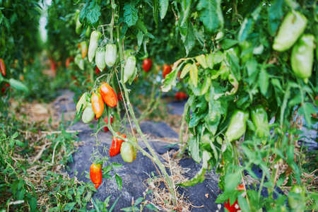 Ripe tomatoes ready to pick in a greenhouseの写真素材