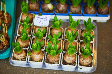 Hyacinth flower bulbs in flower shop in Paris, Franceの写真素材