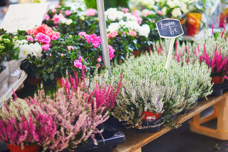Heather for sale on local flower market in Paris, Franceの写真素材