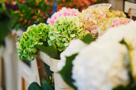 Hortensias for sale on local flower market in Paris, Franceの写真素材