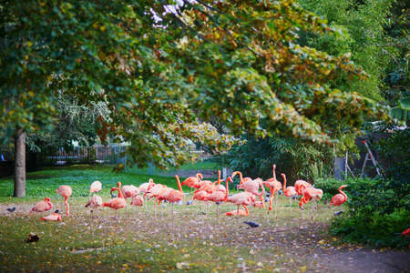 Many pink flamingoes in zoo in Paris, France
