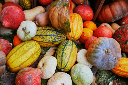 Variety of colorful pumpkins on farmer market or shop. Halloween or autumn background