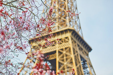 Cherry blossom tree in full bloom near the Eiffel tower in Paris. Spring season blossom in Franceの写真素材