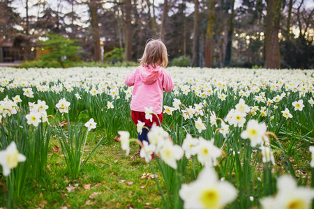 Adorable toddler girl walking in the field with blooming jonquils. Child exploring natureの写真素材