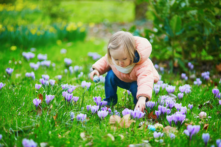 Cute little girl playing egg hunt on Easter. Toddler looking for colorful eggs in the grass with many crocus flowers. Little kid celebrating Easter outdoors in forest. Early Easter with cold weatherの写真素材