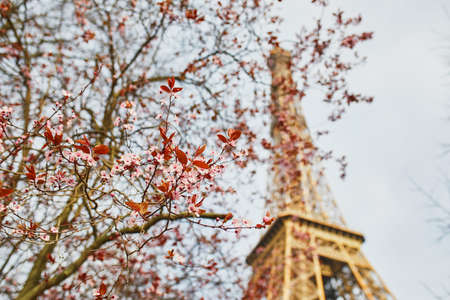Cherry blossom tree in full bloom near the Eiffel tower in Paris. Spring season blossom in Franceの写真素材