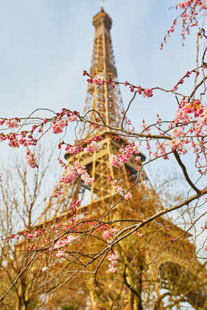 Cherry blossom tree in full bloom near the Eiffel tower in Paris. Spring season blossom in France