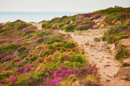 Scenic view of heather meadows on Cape d'Erquy, one of the most popular tourist destinations in Brittany, France. Widely known tourist attraction along famous GR34 tracking pathの写真素材