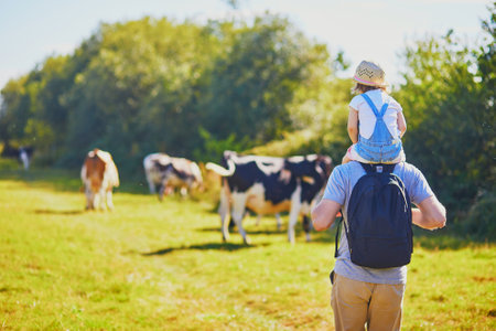 Father holding his daughter on shoulders and walking near cows grazing on a green pasture in rural Brittany, Franceの写真素材