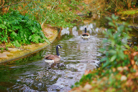 Couple of Canada geese (Branta canadensis) in water in Park Bagatelle, Paris, Franceの写真素材