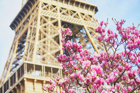 Pink magnolia tree in full bloom near the Eiffel tower in Paris. Spring season blossom in Franceの写真素材