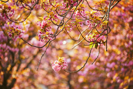 Branch of cherry blossom tree with beautiful pink flowers on a sunny spring day