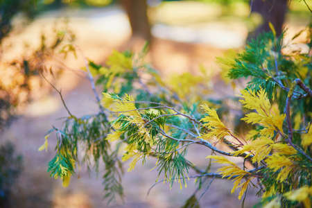 Closeup of thuja branch with green and yellow leavesの写真素材