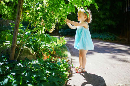 Adorable toddler girl having fun outdoors on a sunny summer day. Happy child walking in park. Outdoor activities for kidsの写真素材