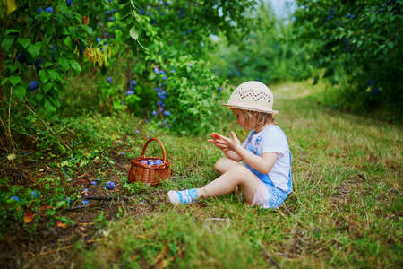 Adorable toddler girl in straw hat picking fresh organic plums on farm. Delicious healthy snack for small children. Outdoor summer activities for little kidsの写真素材