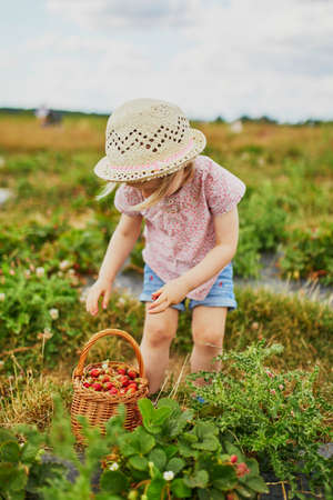 Adorable toddler girl in straw hat picking fresh organic strawberries on farm. Delicious healthy snack for small children. Outdoor summer activities for little kidsの写真素材