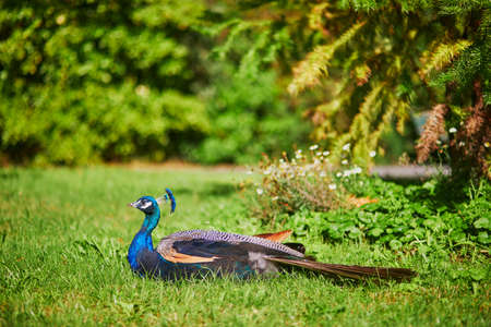 Peacocks in Bagatelle park of Bois de Boulogne in Paris, France