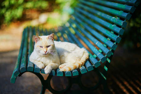 White cat lying on the bench outdoorsの写真素材
