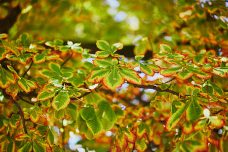 Colorful chestnut leaves over the sky on a beautiful autumn dayの写真素材