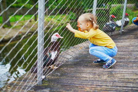 Adorable little girl playing with ducks at farm or in a zoo. Child familiarizing herself with animals. Farming and gardening for small children. Outdoor summer activities for kidsの写真素材